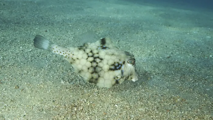 Framed Print : Close-up of Boxfish swims over sandy bottom Framed Print : Close-up of Boxfish swims over sandy bottom