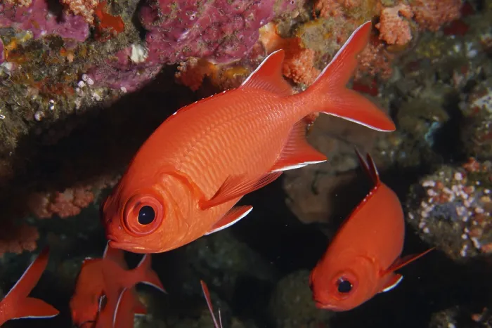 Framed Print : Close-up of bright red fish with large eyes Framed Print : Close-up of bright red fish with large eyes
