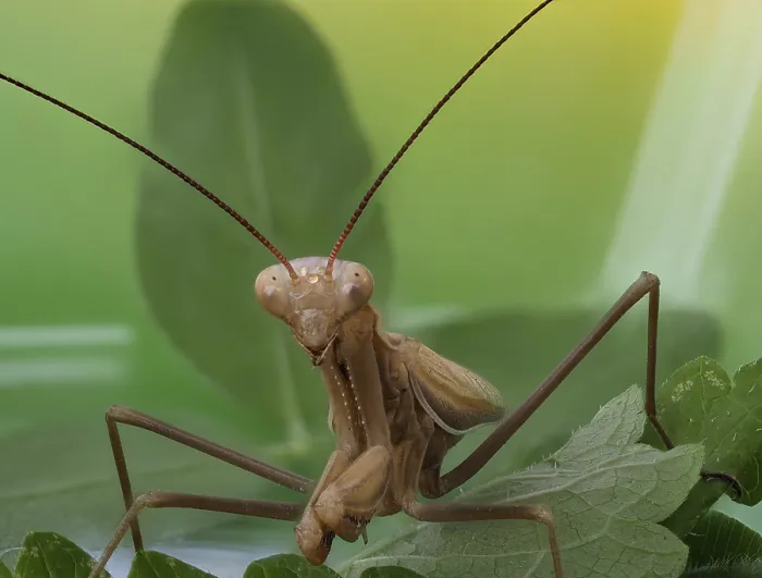 Framed Print : Close-up of a brown praying mantis sitting on a green leaf Framed Print : Close-up of a brown praying mantis sitting on a green leaf