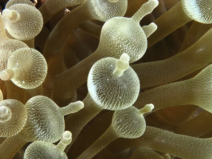 Framed Print : Close-up of a bubble anemone (Entacmaea quadricolor) with detailed tentacles