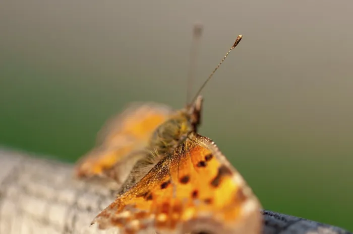 Framed Print : Close-up of a butterfly with broken wings