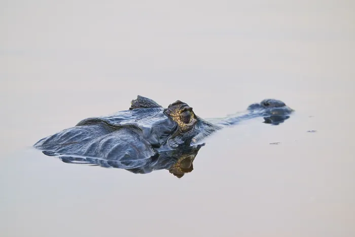 Framed Print : Close-up of a caiman in the water Framed Print : Close-up of a caiman in the water