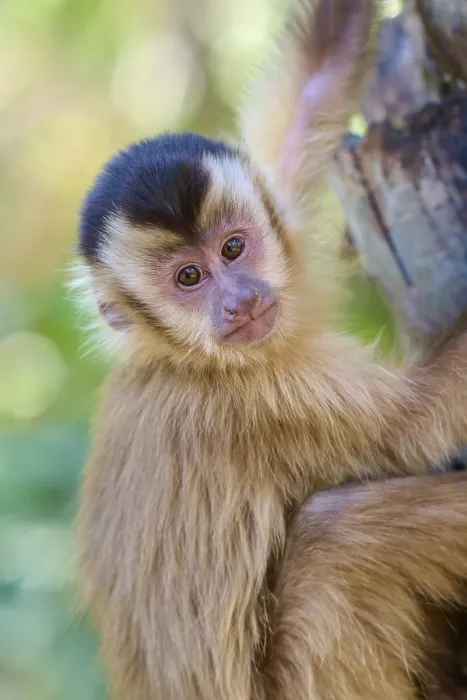 Framed Print : Close-up of a capuchin monkey looking curiously down from a tree trunk Framed Print : Close-up of a capuchin monkey looking curiously down from a tree trunk