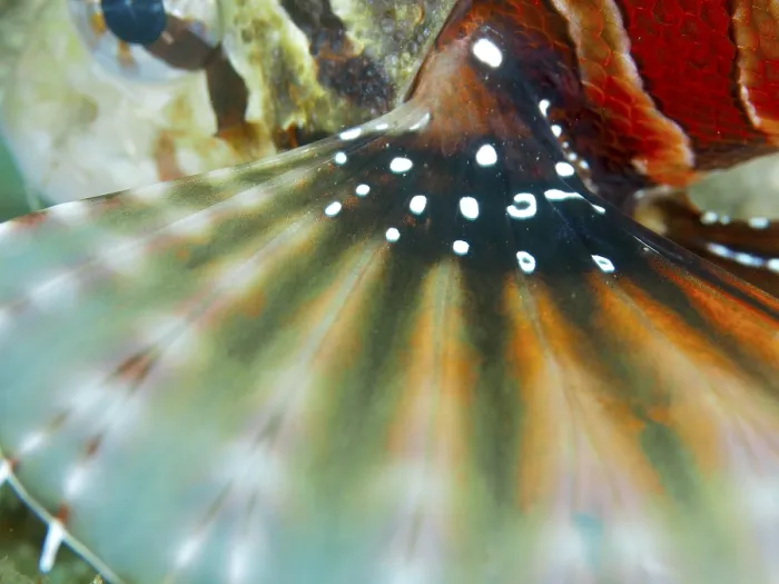 Framed Print : Close-up of a colourful fish fin with a high-contrast pattern of zebra dwarf lionfish (Dendrochirus zebra)