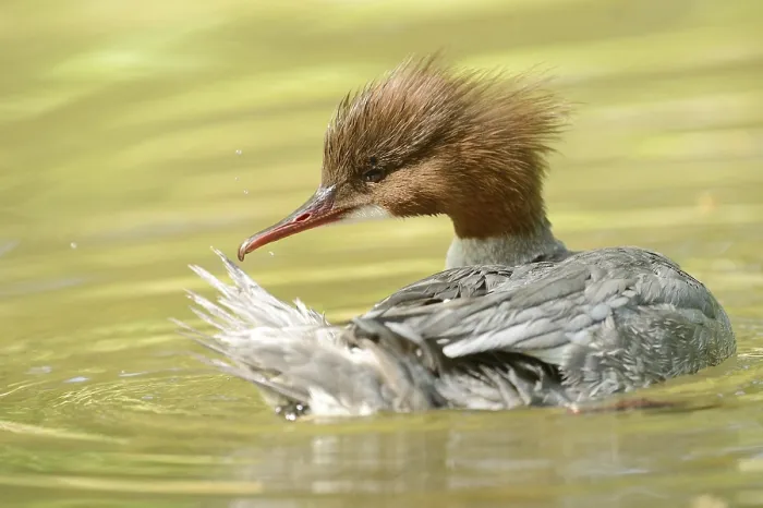 Framed Print : Close-up of a common merganser goosander (Mergus merganser) swimming in the water in spring