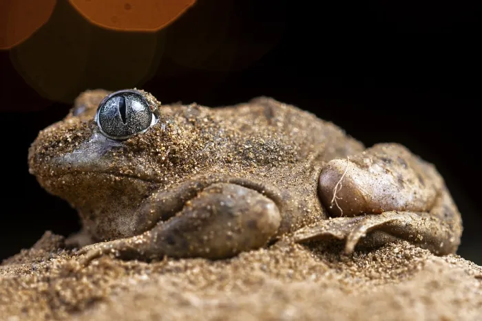 Framed Print : A close-up of the common spadefoot toad Framed Print : A close-up of the common spadefoot toad
