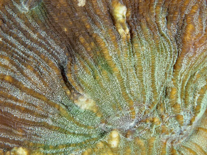 Framed Print : Close-up of the complex patterns of a bulging coral (Open brain coral) Framed Print : Close-up of the complex patterns of a bulging coral (Open brain coral)