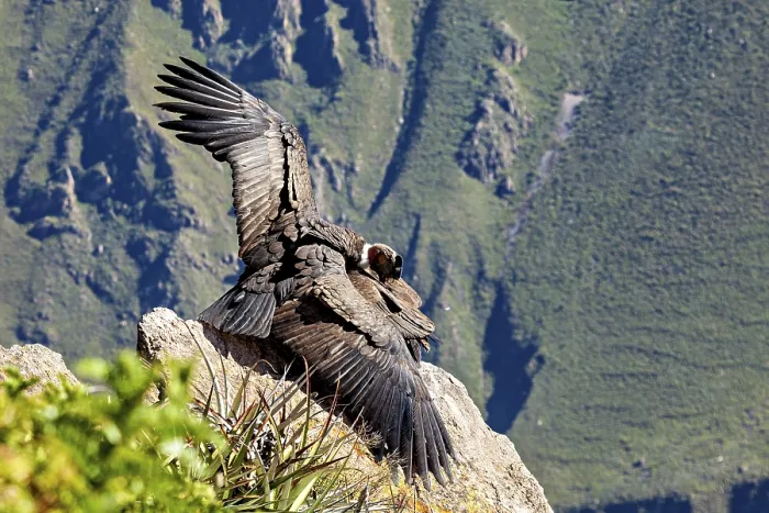 Framed Print : Close-up of condors with wings on rocks against a green background Framed Print : Close-up of condors with wings on rocks against a green background
