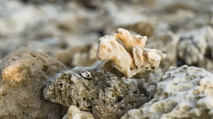 Framed Print : Close-up of coral on barren seabed