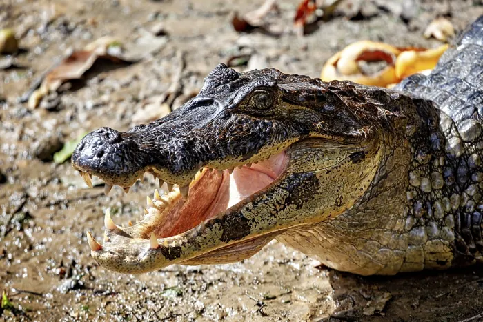 Framed Print : Close-up of a crocodile lying on its side with its mouth open
