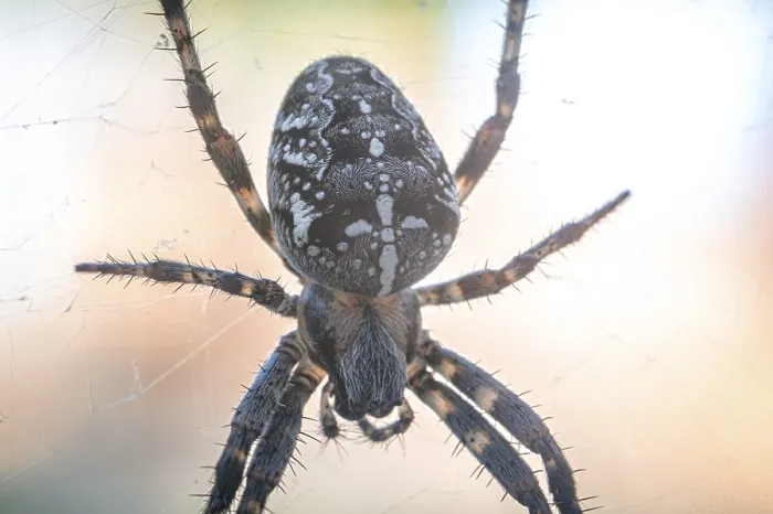 Framed Print : Close-up of a cross spider (Araneus) on a spider web in natural light Framed Print : Close-up of a cross spider (Araneus) on a spider web in natural light
