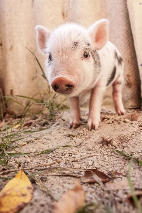 Framed Print : Close-up of a cute muddy piglet running around outdoors on the farm Framed Print : Close-up of a cute muddy piglet running around outdoors on the farm