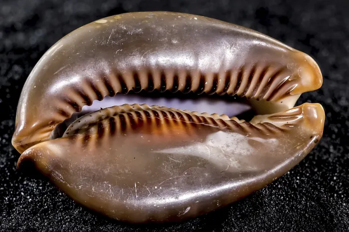 Framed Print : Close-up of Cypraea caputserpentis sea shell on a black sand background