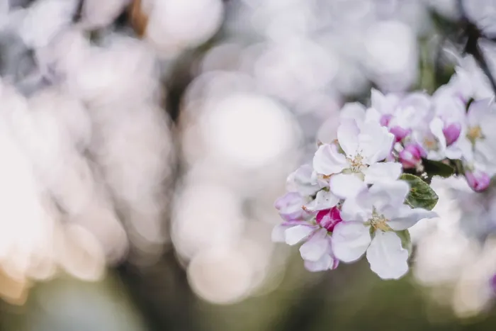 Framed Print : Close-up of delicate blossoms with sunlight creating a bokeh effect
