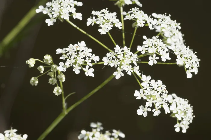 Framed Print : Close-up of delicate cow parsley flowers