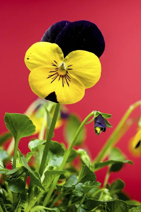 Framed Print : A close-up of delicate Yellow and purple pansy flowers with intricate petal patterns