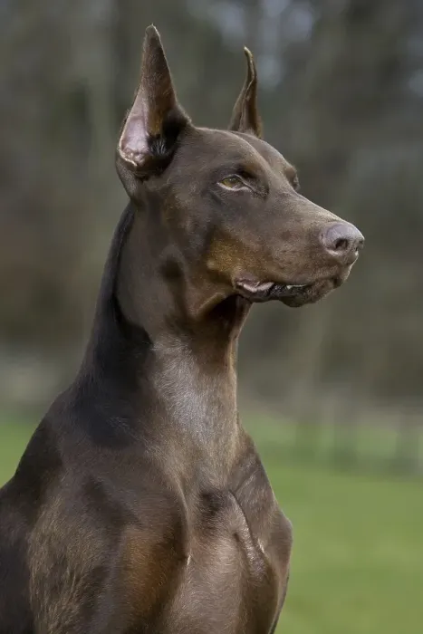 Framed Print : Close-up of Doberman Pinscher, Pincher Framed Print : Close-up of Doberman Pinscher, Pincher