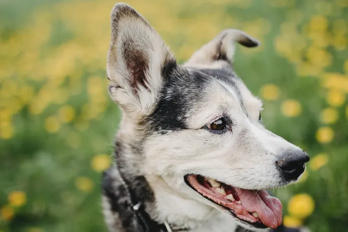 Framed Print : Close-up of a dog with an alert expression surrounded by yellow dandelions Framed Print : Close-up of a dog with an alert expression surrounded by yellow dandelions