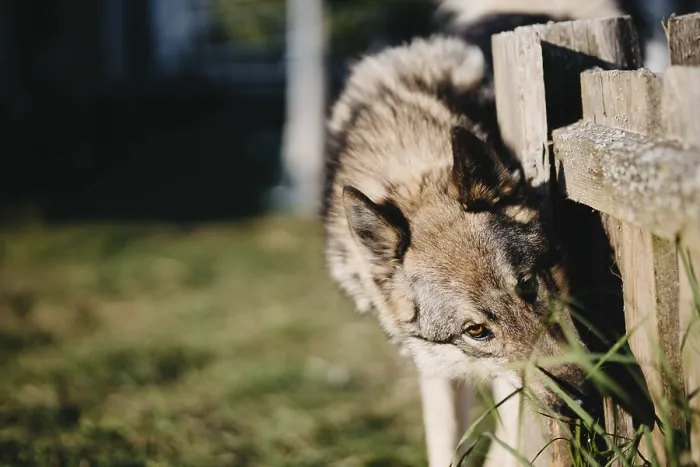 Framed Print : A close-up of a dog investigating near a fence