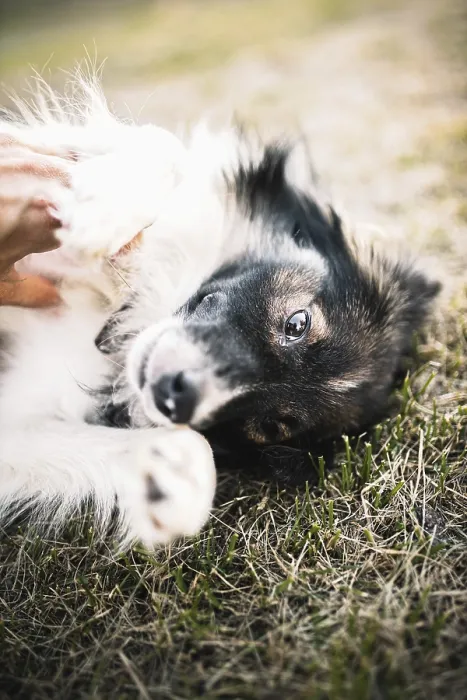 Framed Print : Close-up of a dog lying on the grass