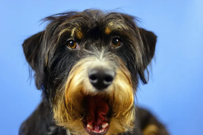 Framed Print : Close-up of a dog with an open mouth and an astonished expression in front of a blue wall