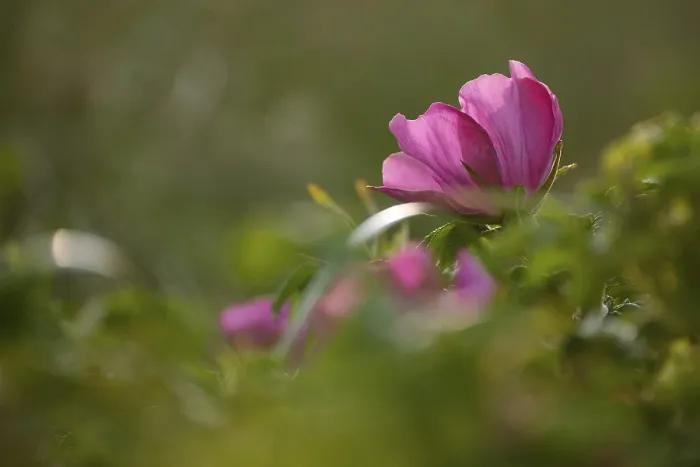Framed Print : Close-up of a dog rose (Rosa canina)
