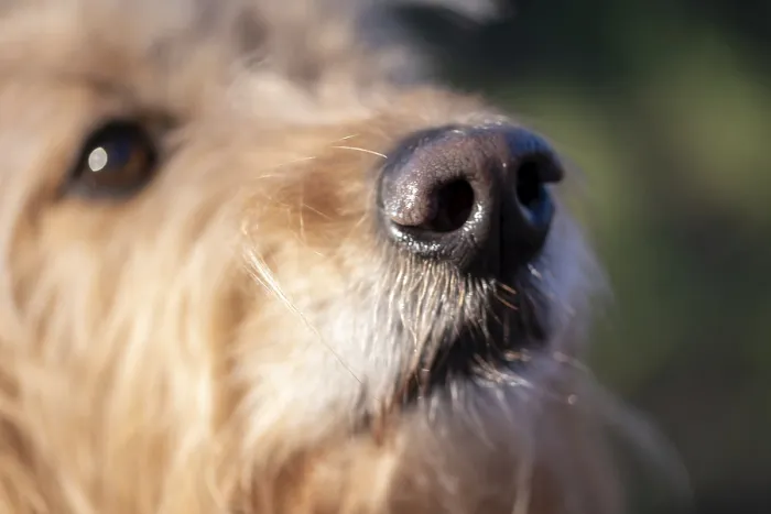 Framed Print : Close-up of a dog's snout