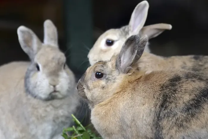 Framed Print : Close-up, domestic rabbit, three
