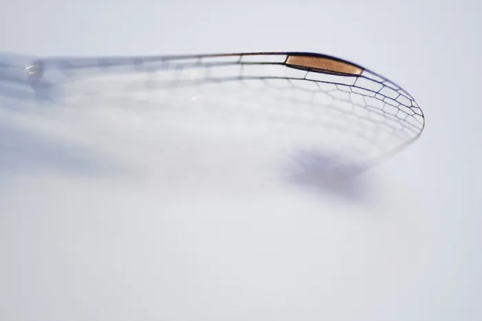 Framed Print : Close-up of dragonfly wings, Kempen Framed Print : Close-up of dragonfly wings, Kempen