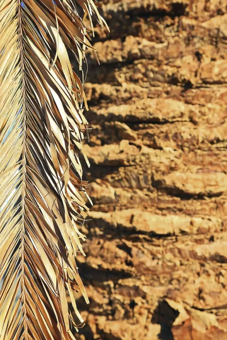 Framed Print : Close-up of a dry palm leaf next to a tree trunk Framed Print : Close-up of a dry palm leaf next to a tree trunk