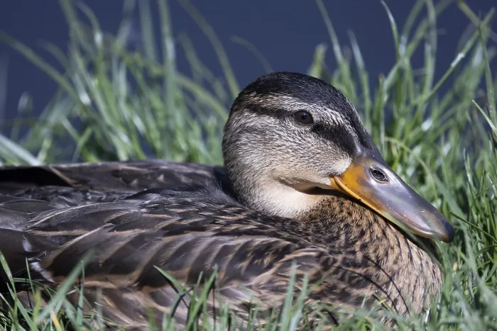 Framed Print : Close-up of a duck lying in the grass on the shore of a lake