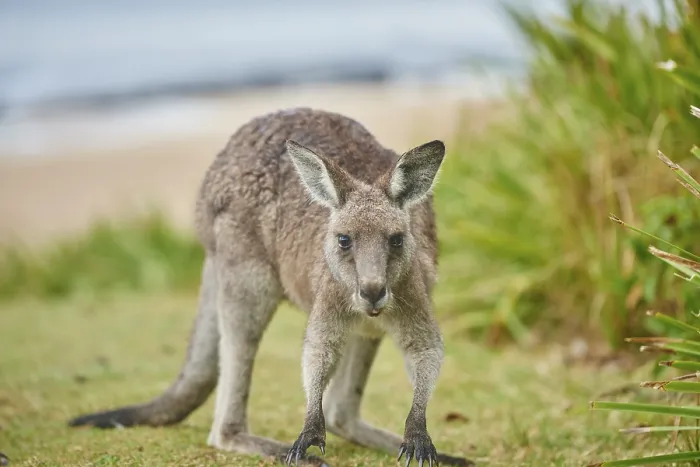 Framed Print : Close-up of an eastern grey kangaroo (Macropus giganteus) wildlife on a meadow in Australia Framed Print : Close-up of an eastern grey kangaroo (Macropus giganteus) wildlife on a meadow in Australia