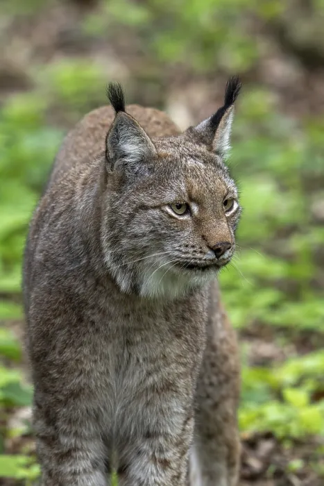 Framed Print : Close-up of Eurasian lynx (Lynx lynx) hunting in forest