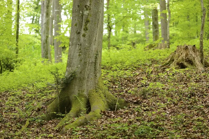 Framed Print : Close-up of a European beech or common beech (Fagus sylvatica) tree-trunk in a forest in spring Framed Print : Close-up of a European beech or common beech (Fagus sylvatica) tree-trunk in a forest in spring