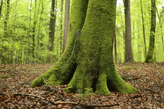 Framed Print : Close-up of a European beech or common beech (Fagus sylvatica) tree-trunk in a forest in spring