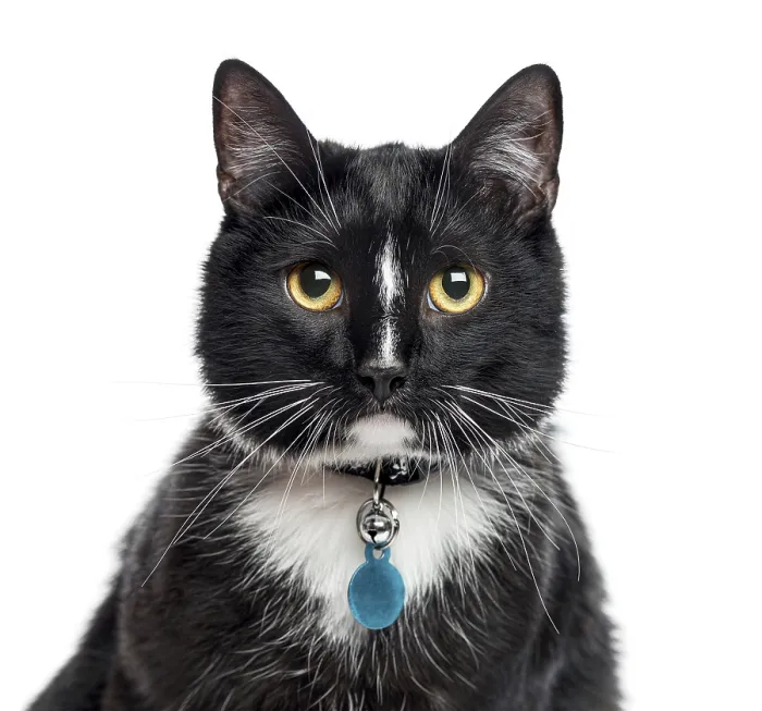 Framed Print : Close-up of European Shorthair