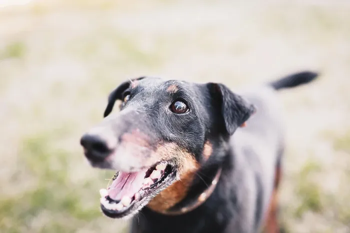 Framed Print : Close-up of an excited Doberman on grassy field with open mouth