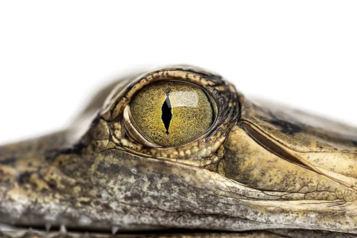 Framed Print : Close-up on a eye of a Fish-eating crocodile Framed Print : Close-up on a eye of a Fish-eating crocodile