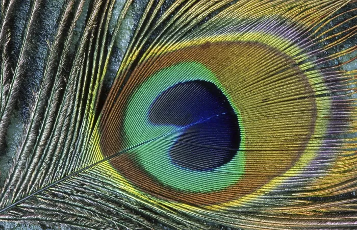 Framed Print : Close-up of the eye of a Peacock feather (Pavo cristatus) Framed Print : Close-up of the eye of a Peacock feather (Pavo cristatus)