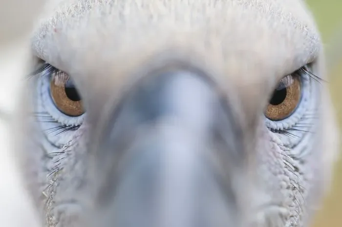 Framed Print : Close up, eyes of a Cape vulture (Gyps coprotheres)