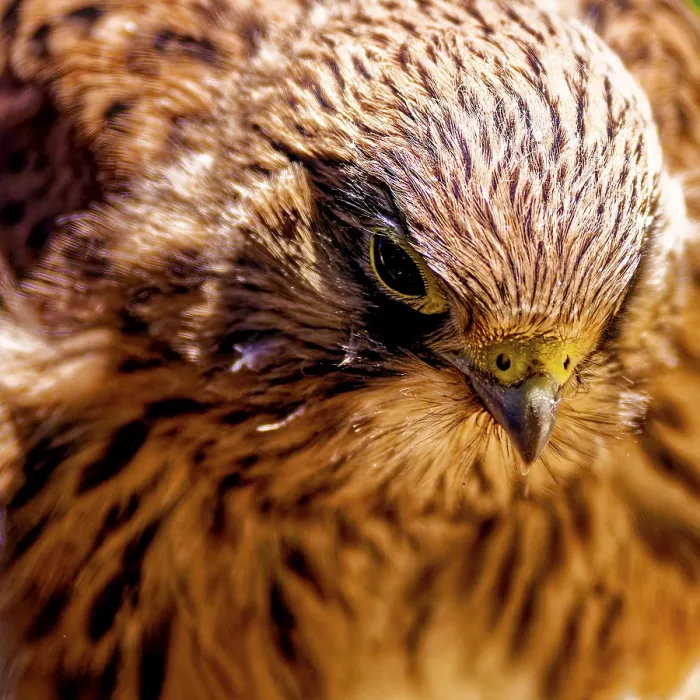 Framed Print : Close-up of a falcon with attentive gaze and soft feathers