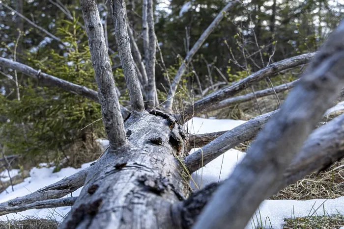 Framed Print : Close-up of a fallen tree in a snow-covered forest