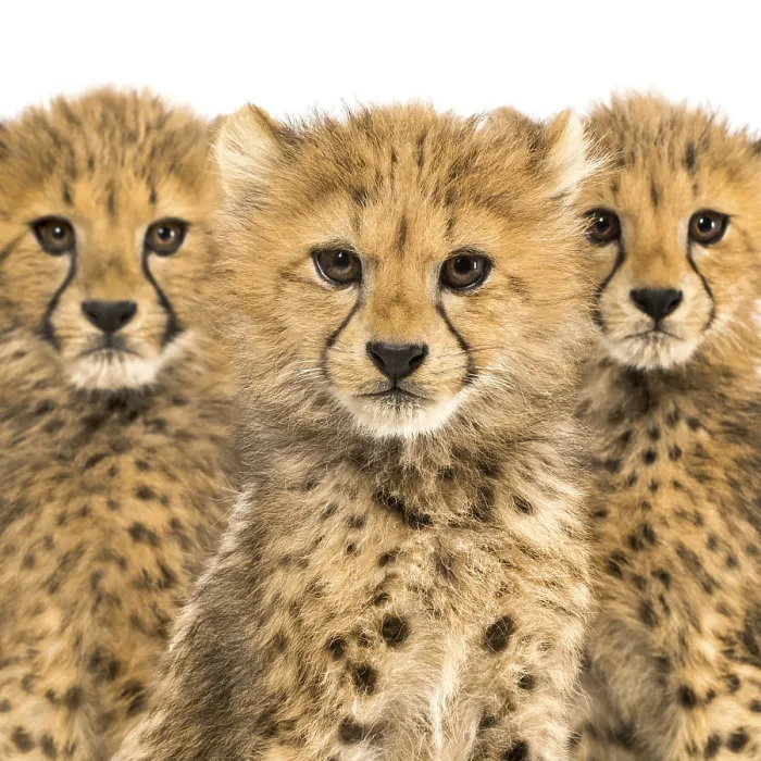 Framed Print : Close-up on a family of three months old cheetah cubs Framed Print : Close-up on a family of three months old cheetah cubs