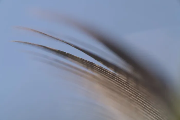 Framed Print : Close-up of a feather from a bird