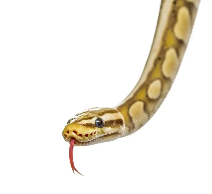 Framed Print : Close-up of a firefly python, isolated on white Framed Print : Close-up of a firefly python, isolated on white