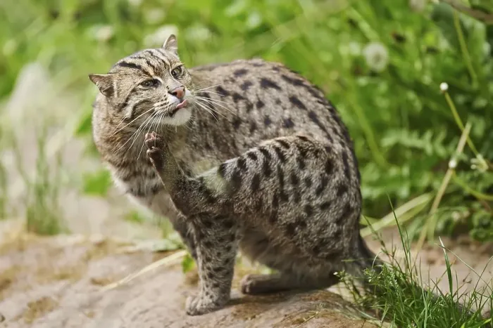 Framed Print : Close-up of a fishing cat (Prionailurus viverrinus) in spring