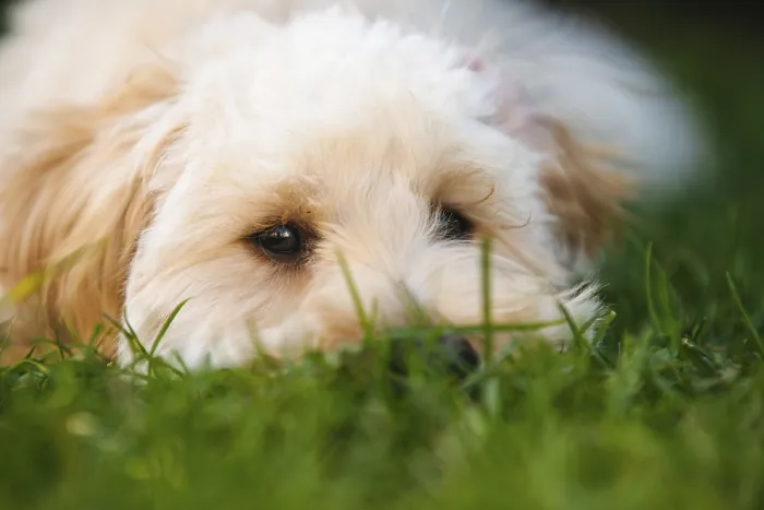 Framed Print : Close-up of a fluffy Maltipoo puppy lying in the grass