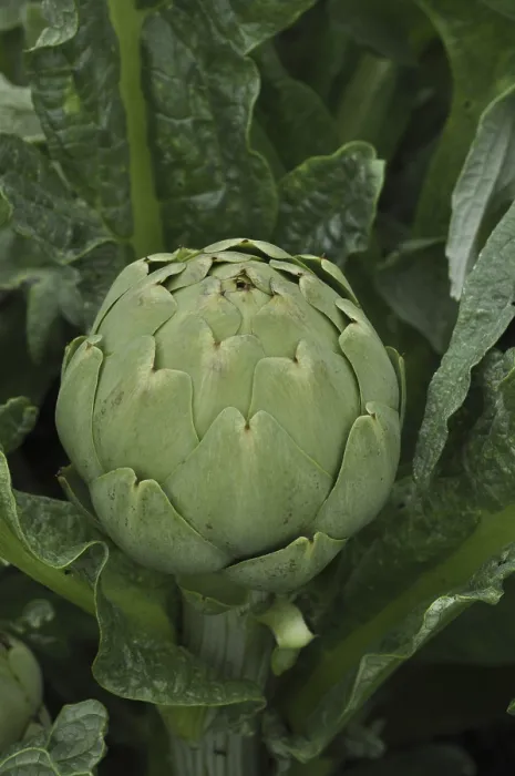 Framed Print : Close-up of a fresh green artichoke surrounded by leaves