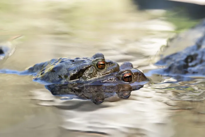 Framed Print : Close-up of two frogs in water Framed Print : Close-up of two frogs in water