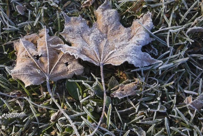 Framed Print : Close-up of frost and ice covered brown Acer Framed Print : Close-up of frost and ice covered brown Acer